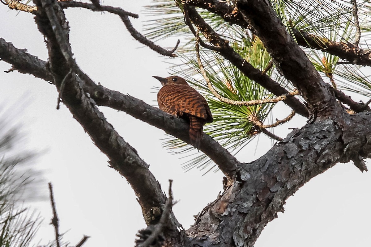 Rufous Woodpecker - J Higgott