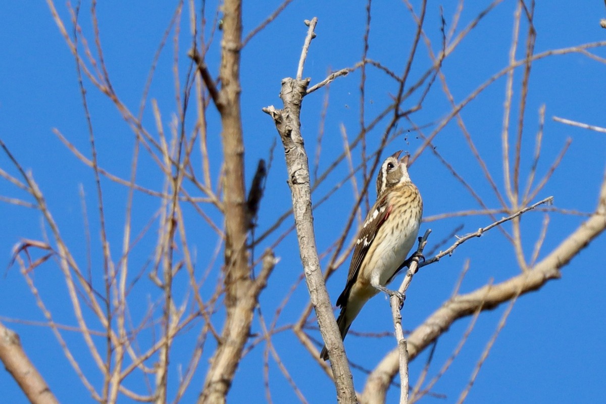 Rose-breasted Grosbeak - Fred Grenier