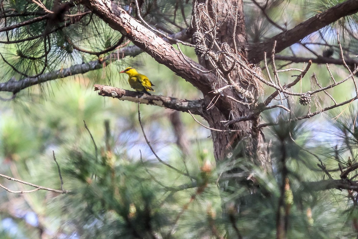 Slender-billed Oriole - ML623885453