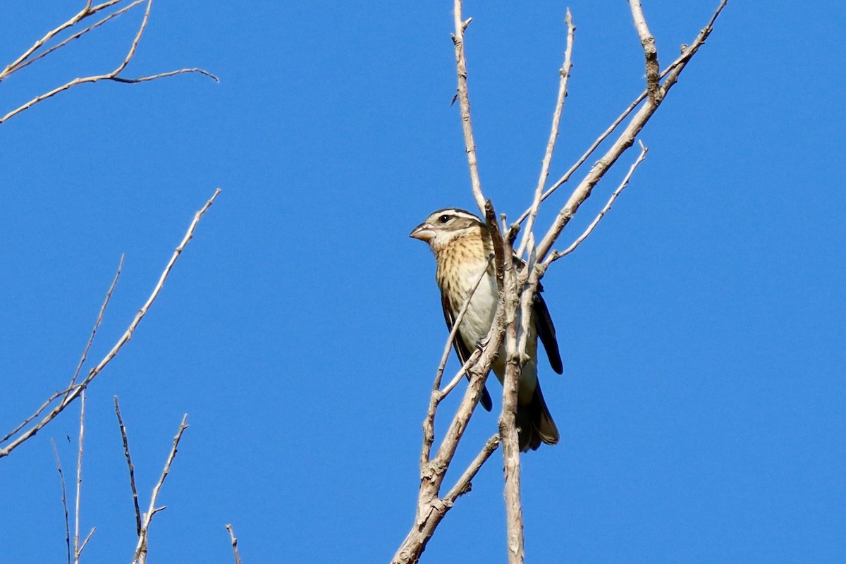 Rose-breasted Grosbeak - ML623885456