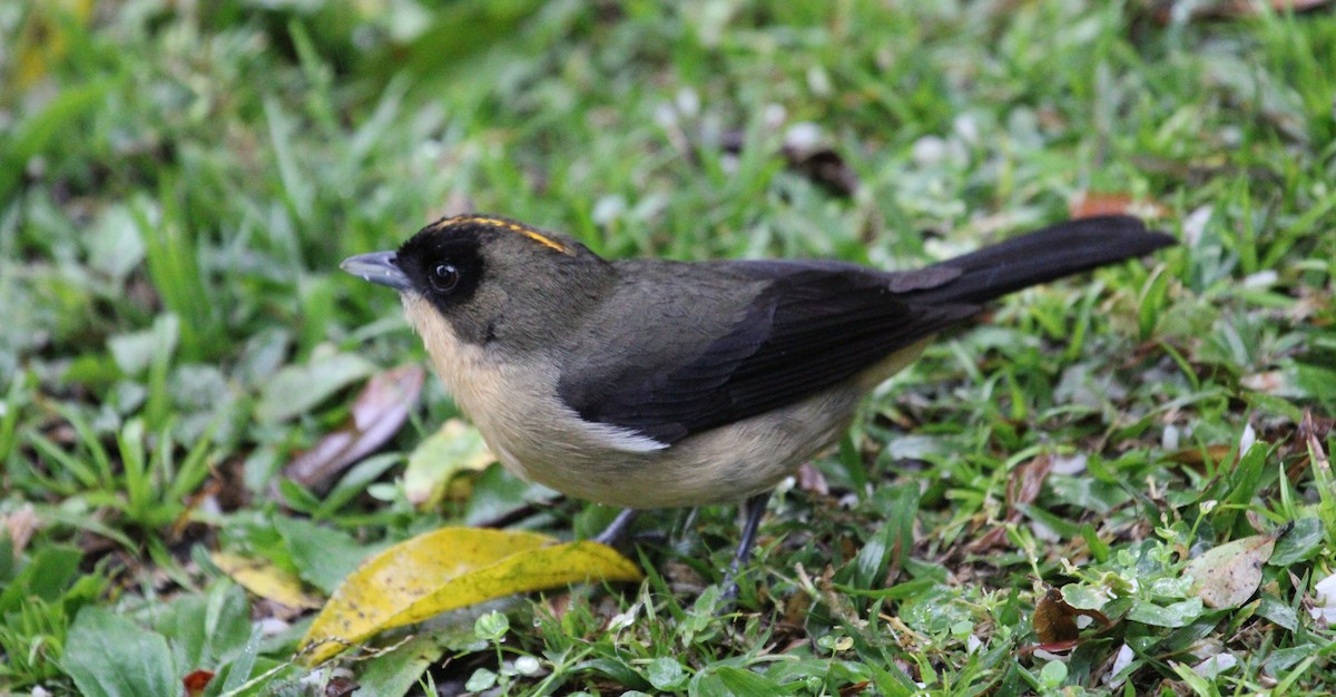 Black-goggled Tanager - Endre Kovacs