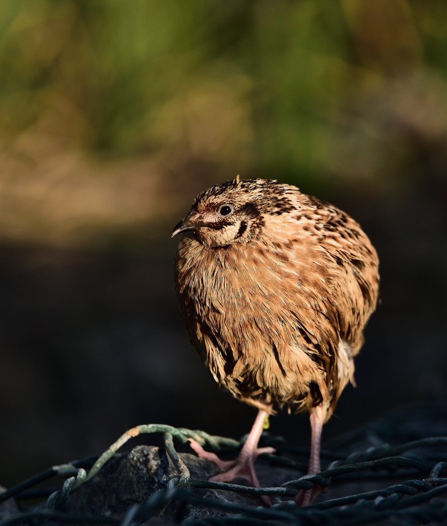 Common Quail - Hashir Elat Valiyakath