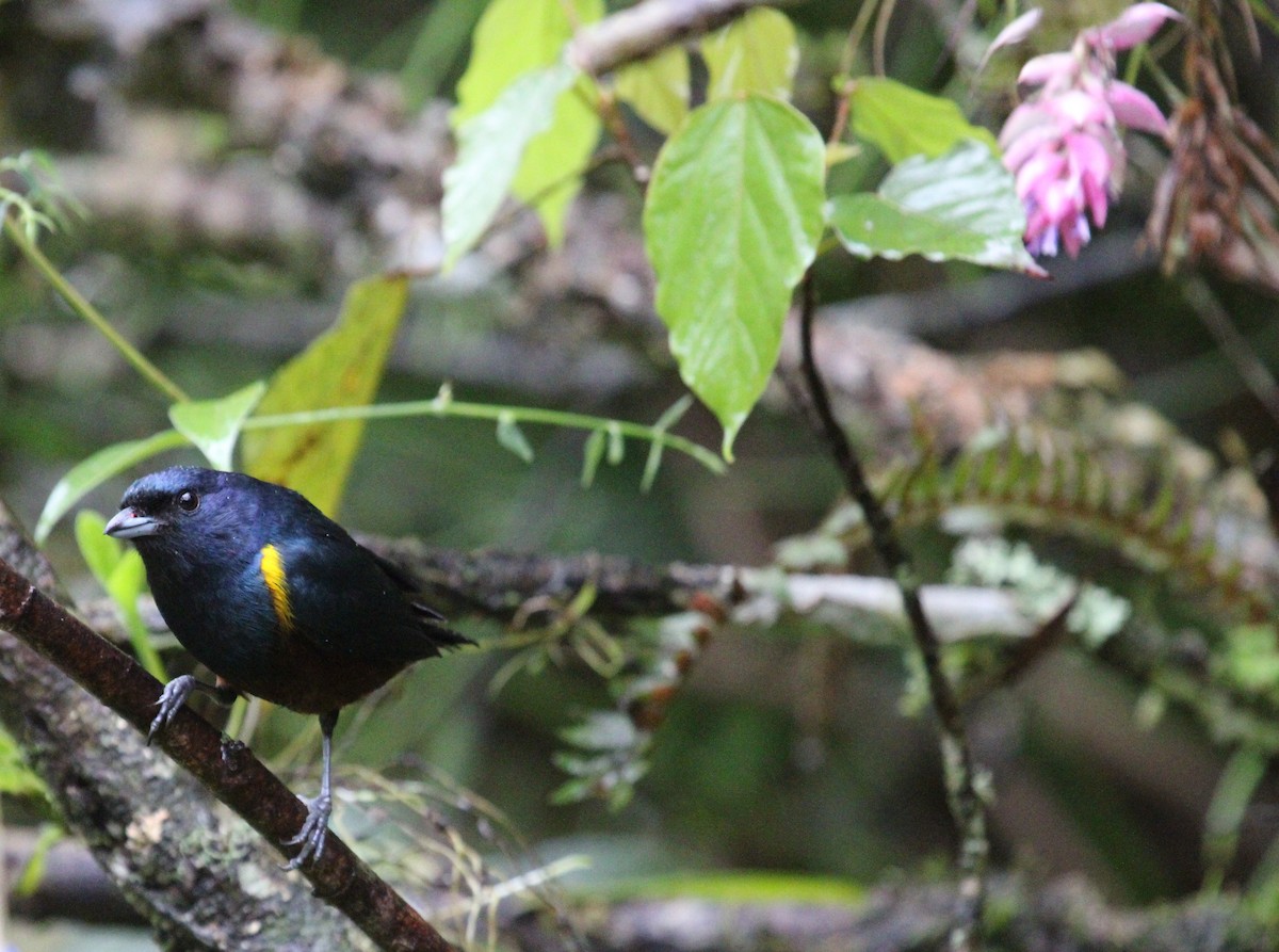 Chestnut-bellied Euphonia - ML623885499