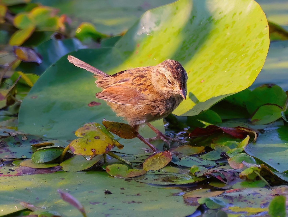 Swamp Sparrow - ML623885502