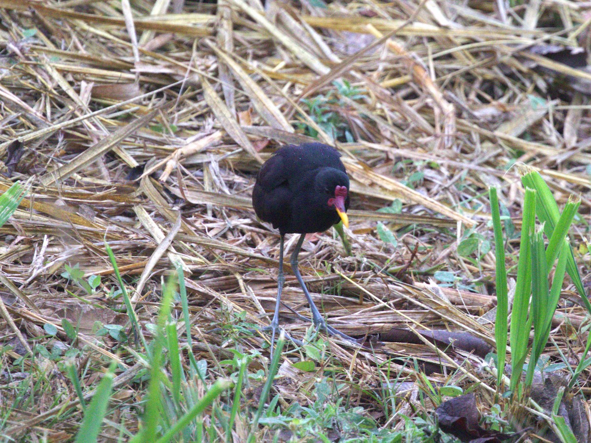 ostnák jihoamerický (ssp. hypomelaena) - ML623885518