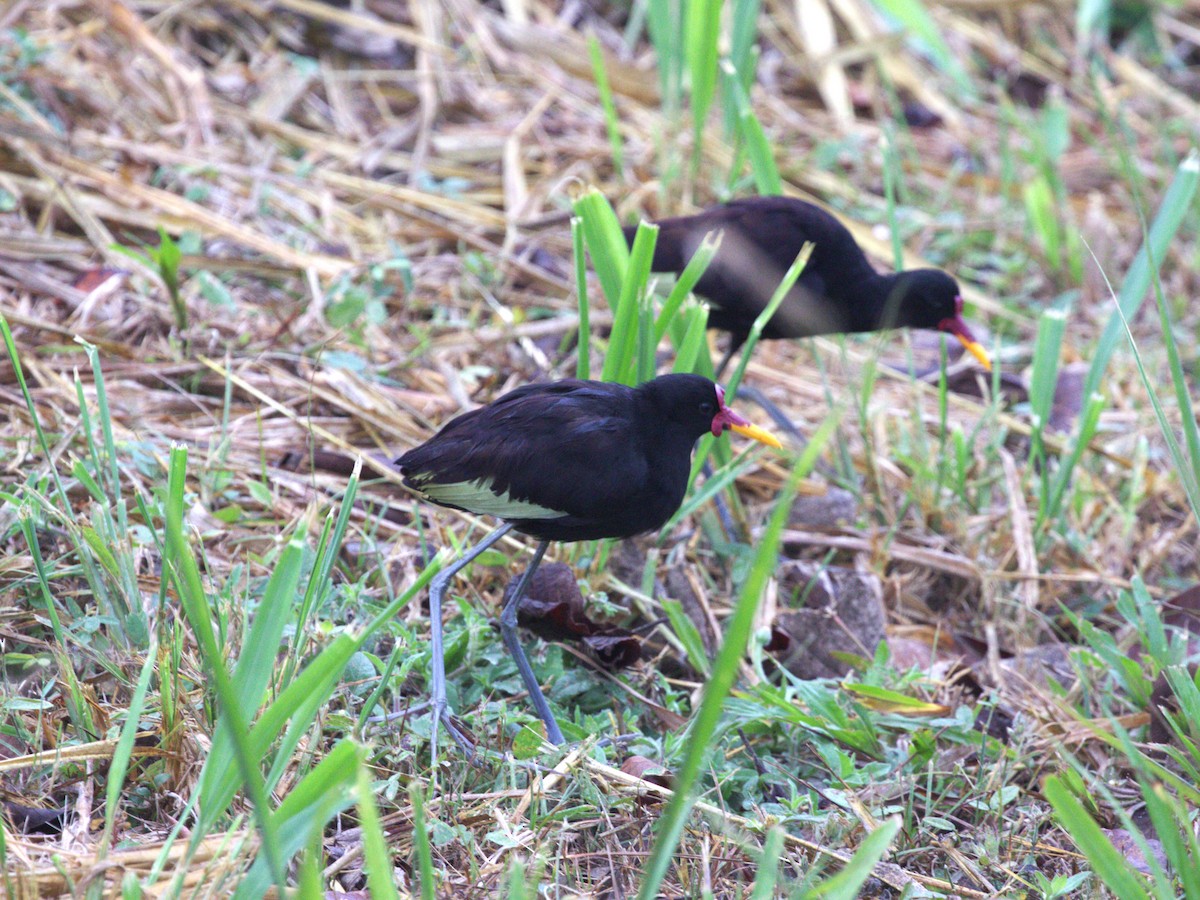 ostnák jihoamerický (ssp. hypomelaena) - ML623885519