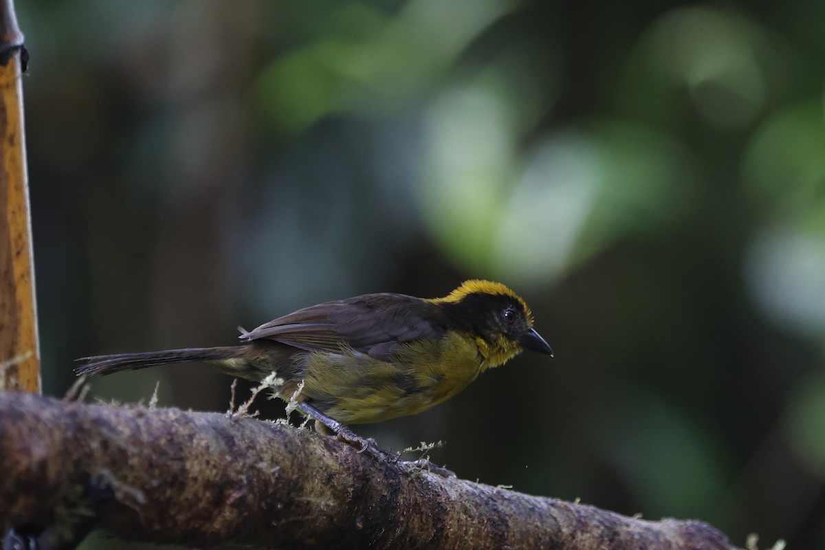 Tricolored Brushfinch - ML623885538