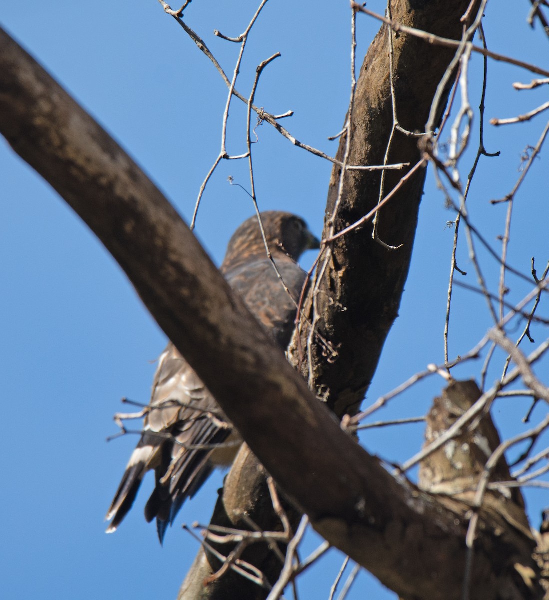 Broad-winged Hawk - ML623885540