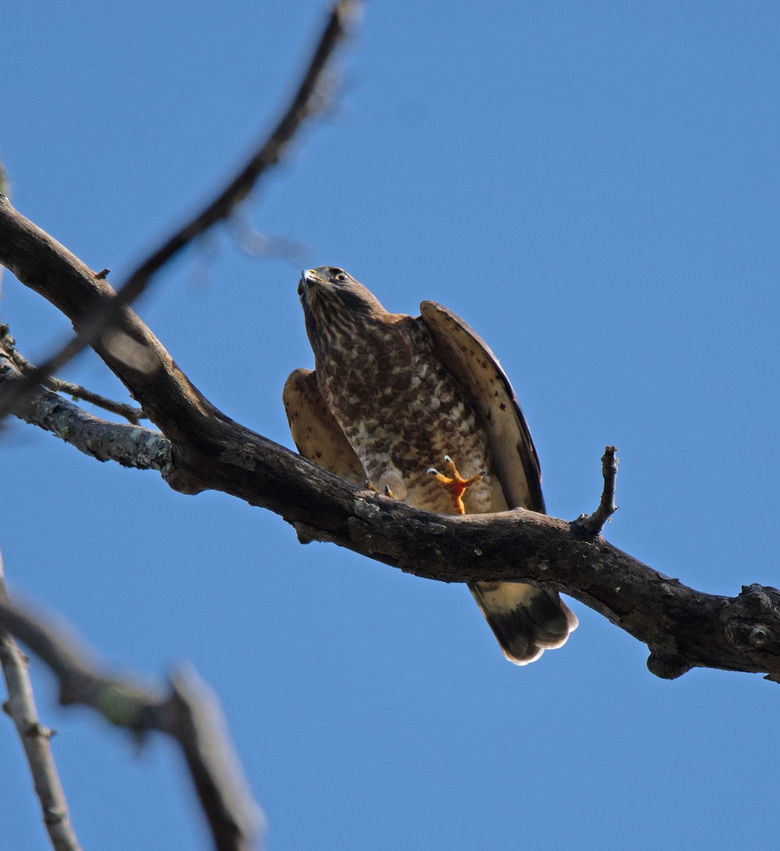 Broad-winged Hawk - ML623885541