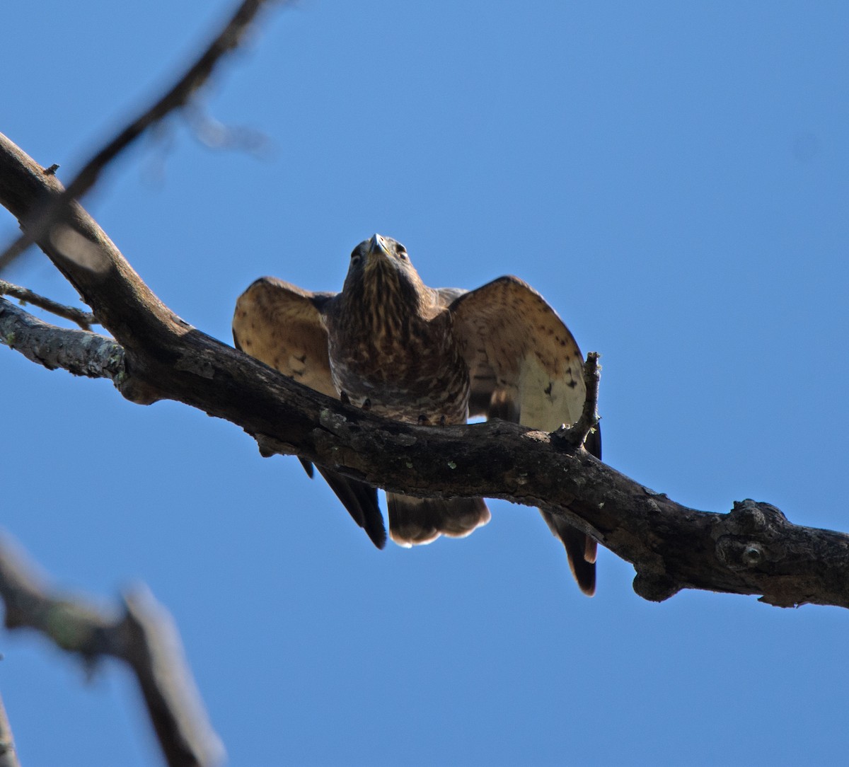 Broad-winged Hawk - Richard Snow