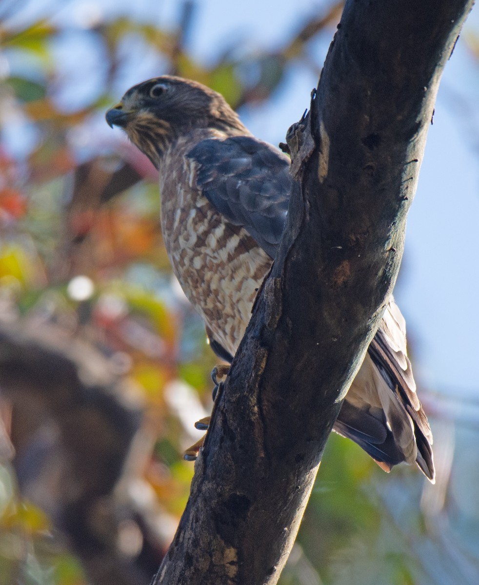 Broad-winged Hawk - ML623885543