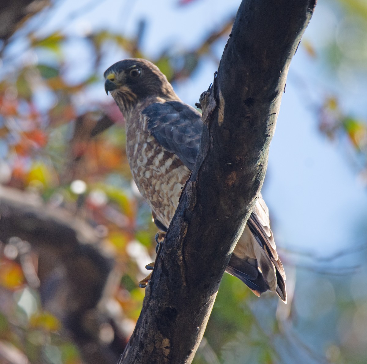 Broad-winged Hawk - Richard Snow