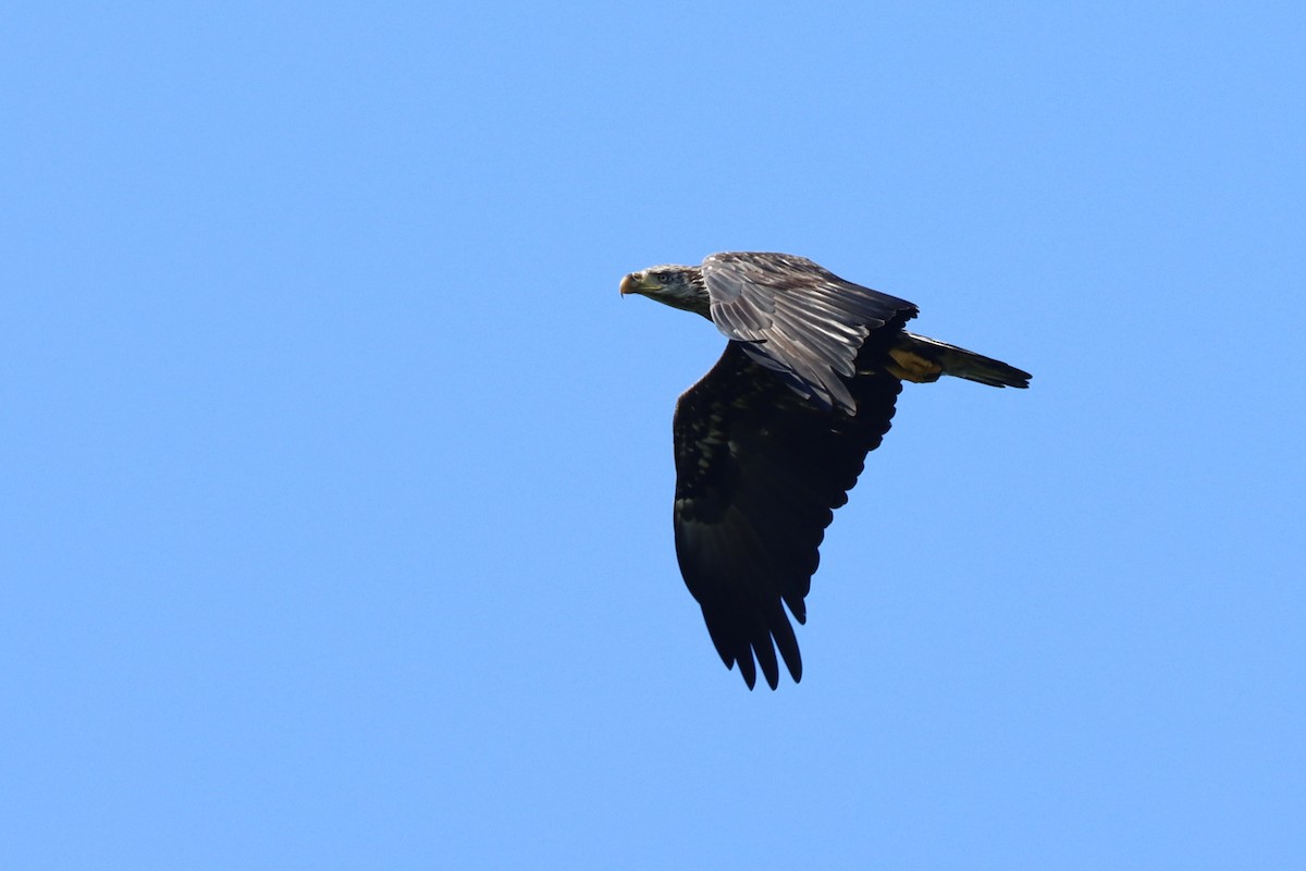 Weißkopf-Seeadler - ML623885549