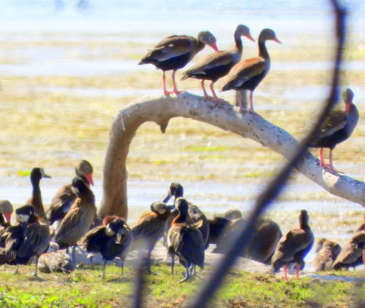 Black-bellied Whistling-Duck - ML623885575