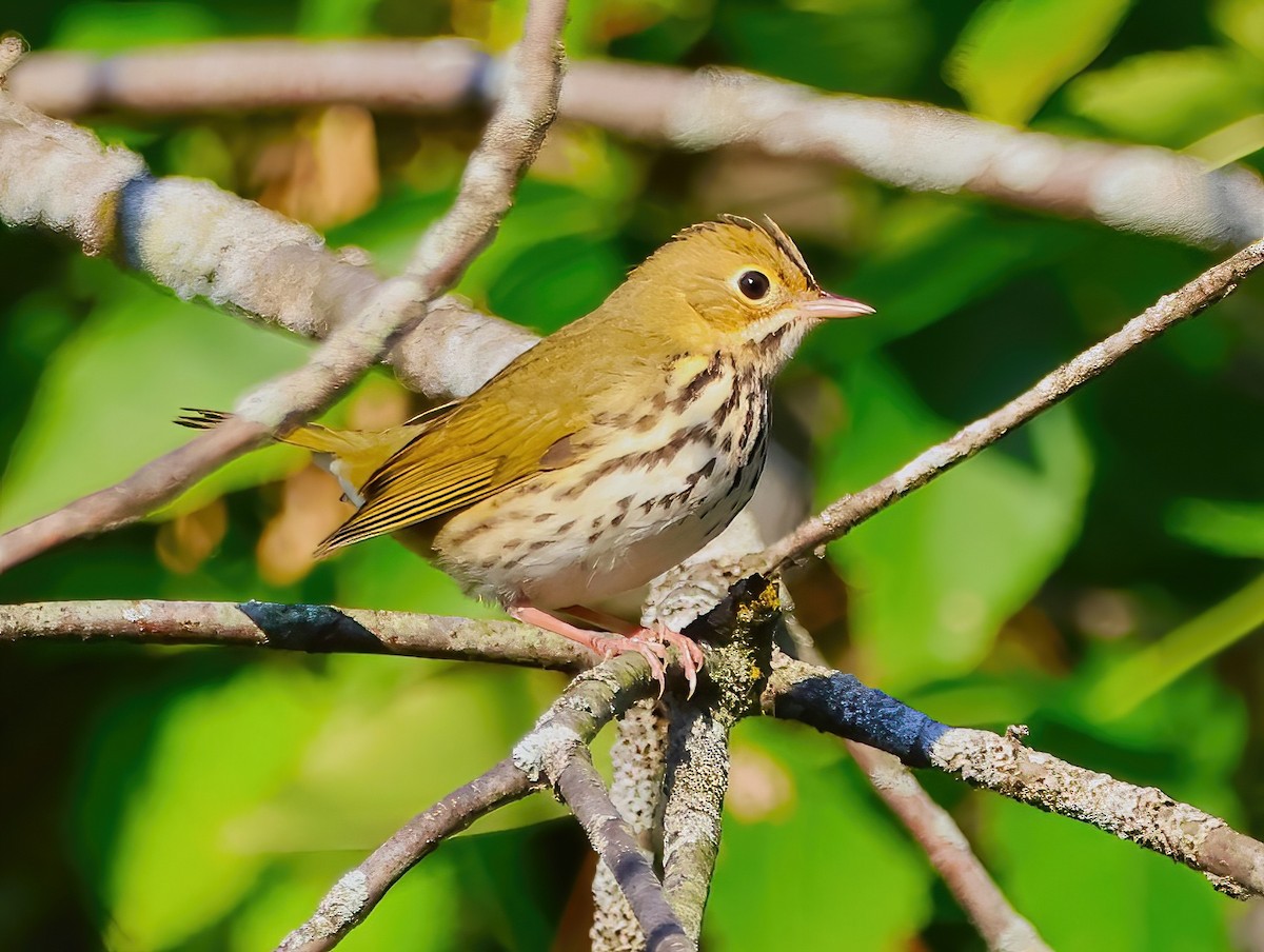 Ovenbird - ML623885582