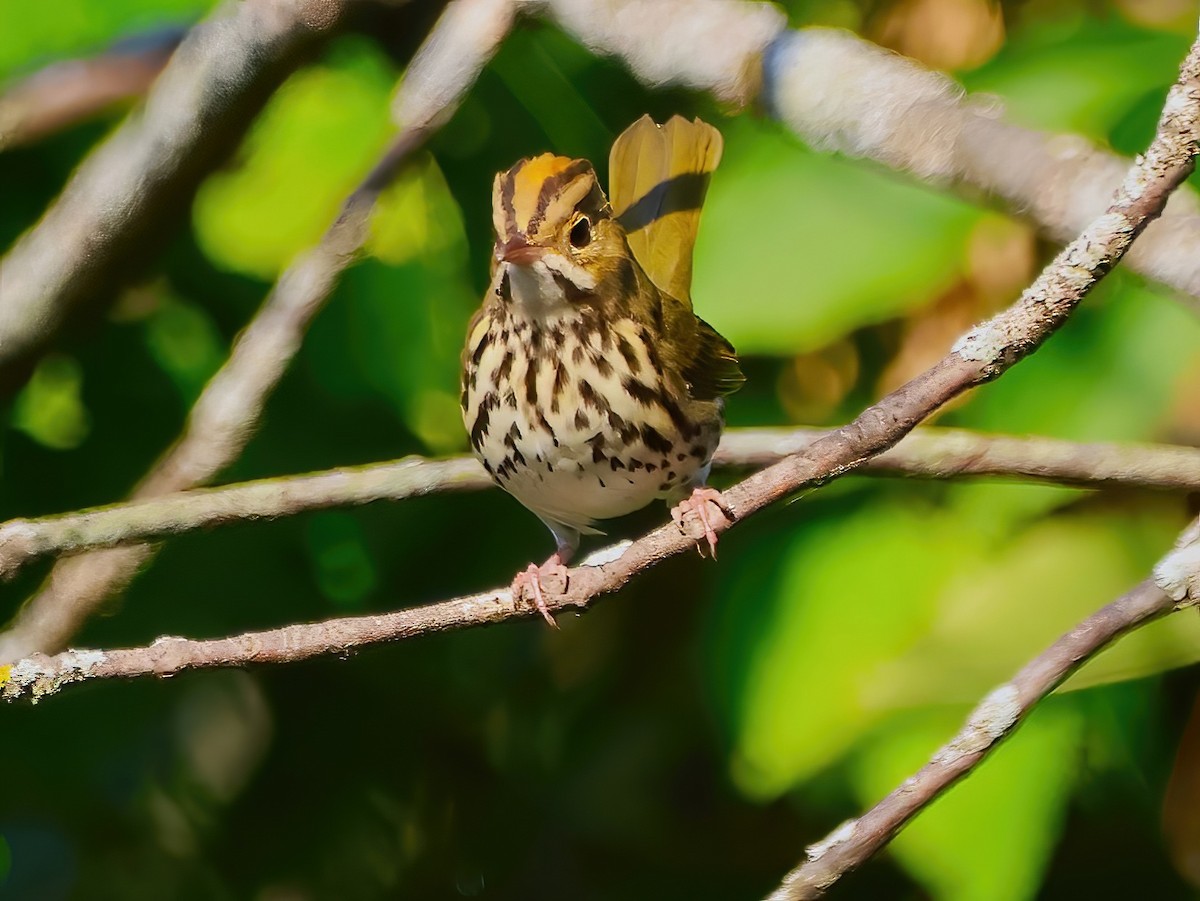 Ovenbird - ML623885583