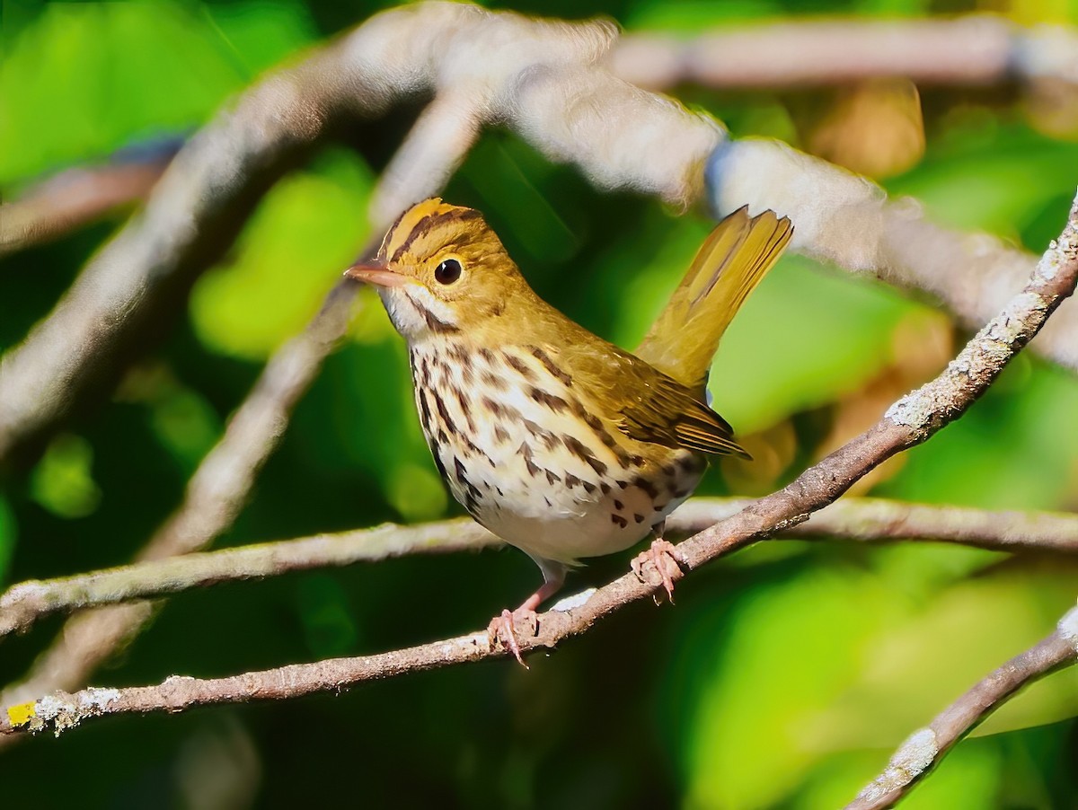 Ovenbird - ML623885584