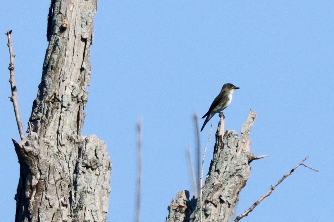 Olive-sided Flycatcher - ML623885591