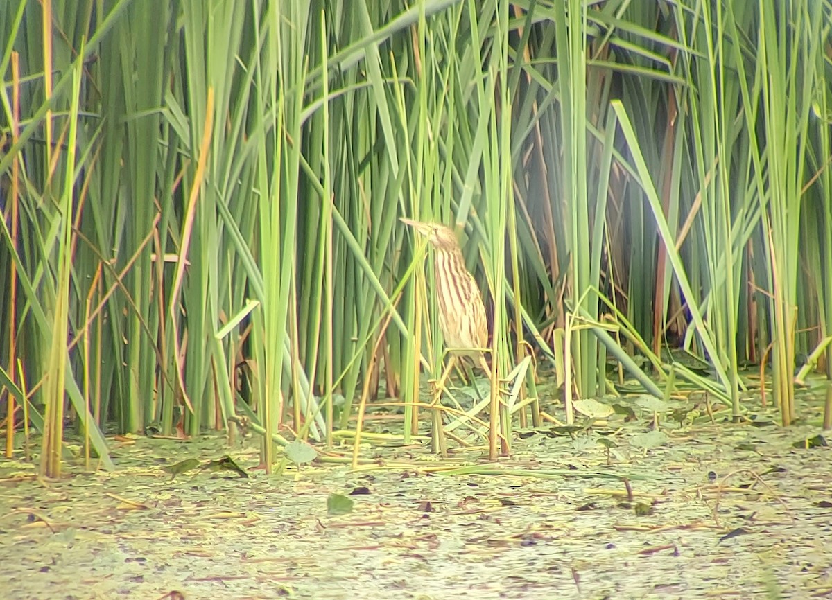 Little Bittern - ML623885648