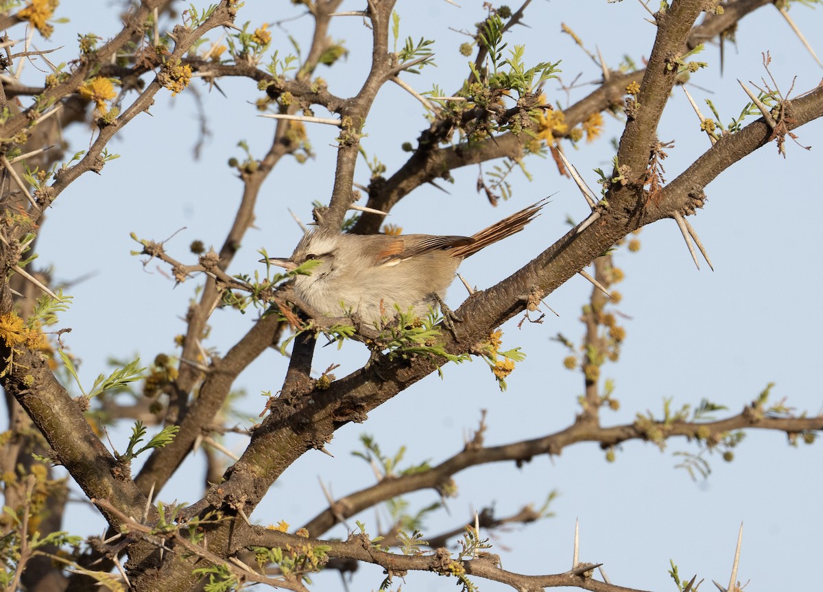 Stripe-crowned Spinetail - ML623885653