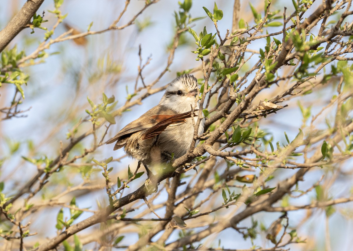 Stripe-crowned Spinetail - ML623885654