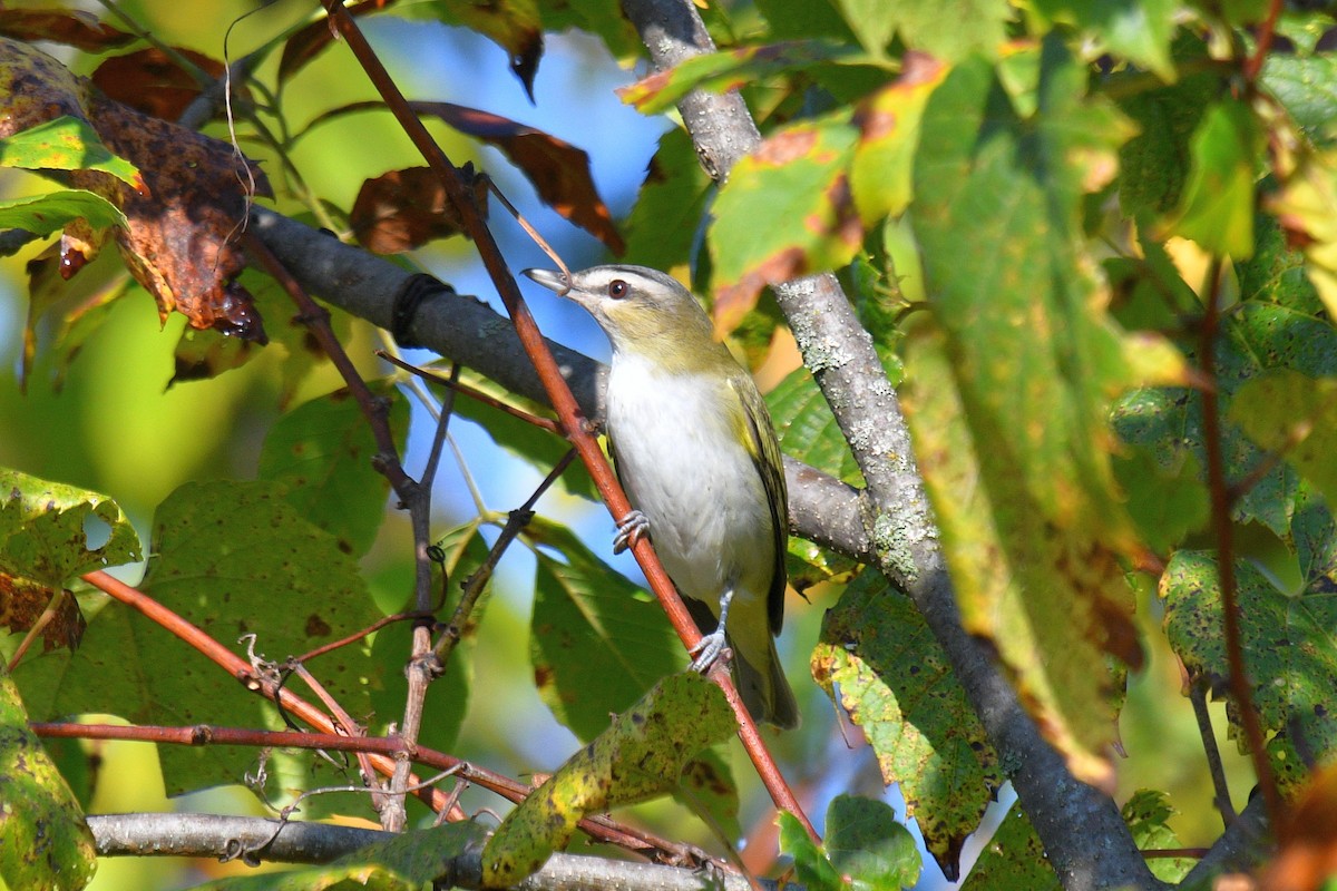 Red-eyed Vireo - Joel Trick