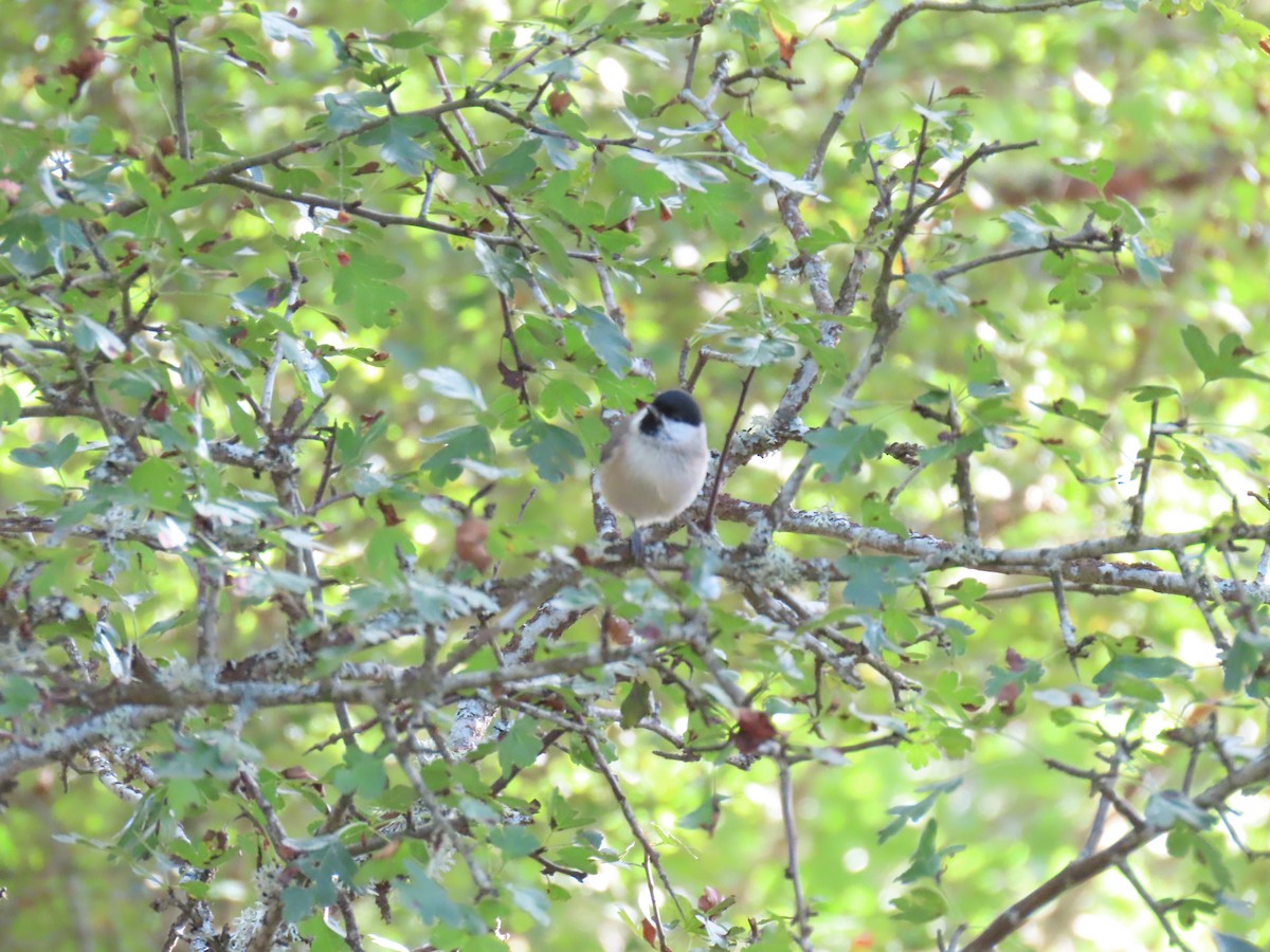 Marsh Tit - ML623885684