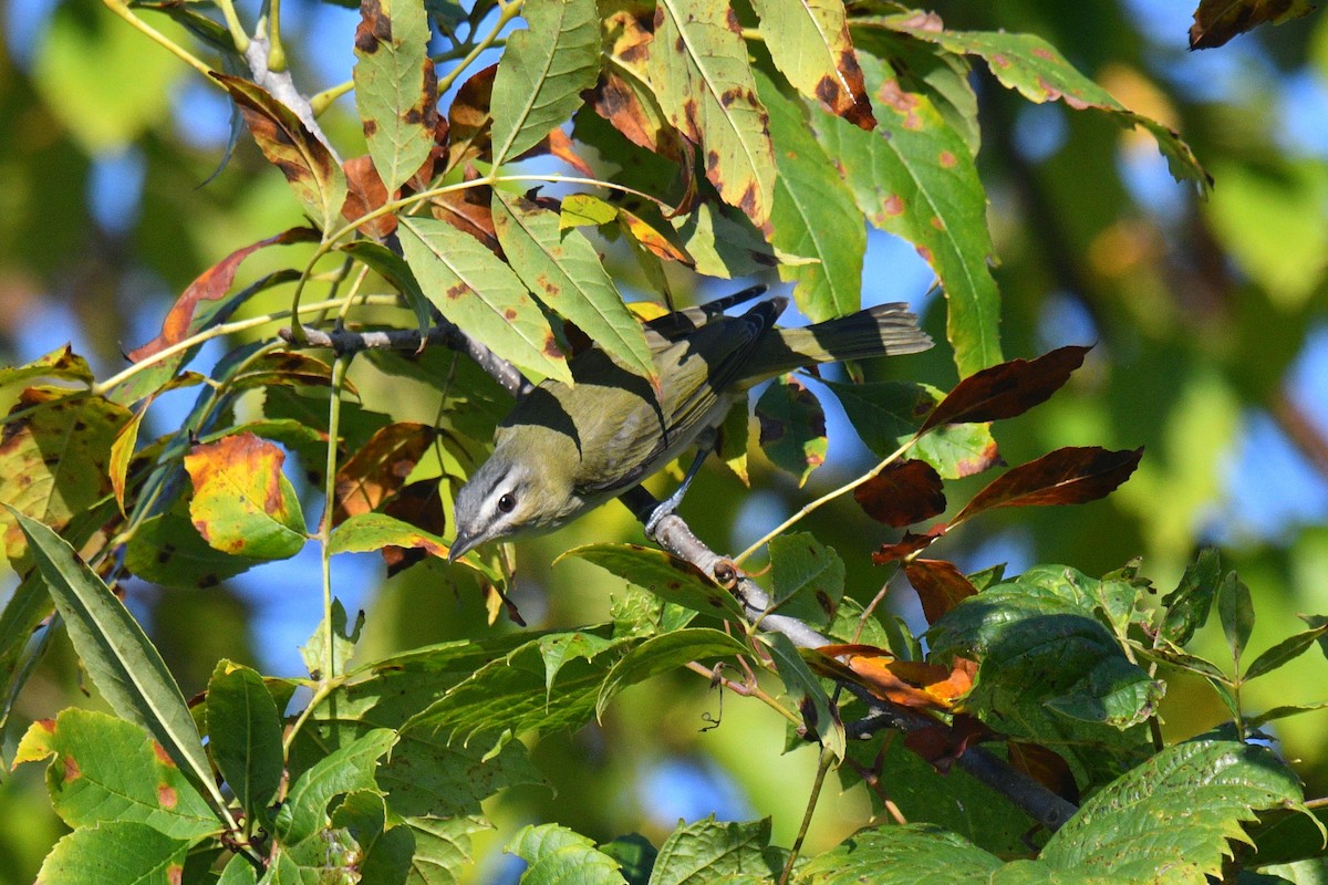 Vireo Ojirrojo - ML623885685