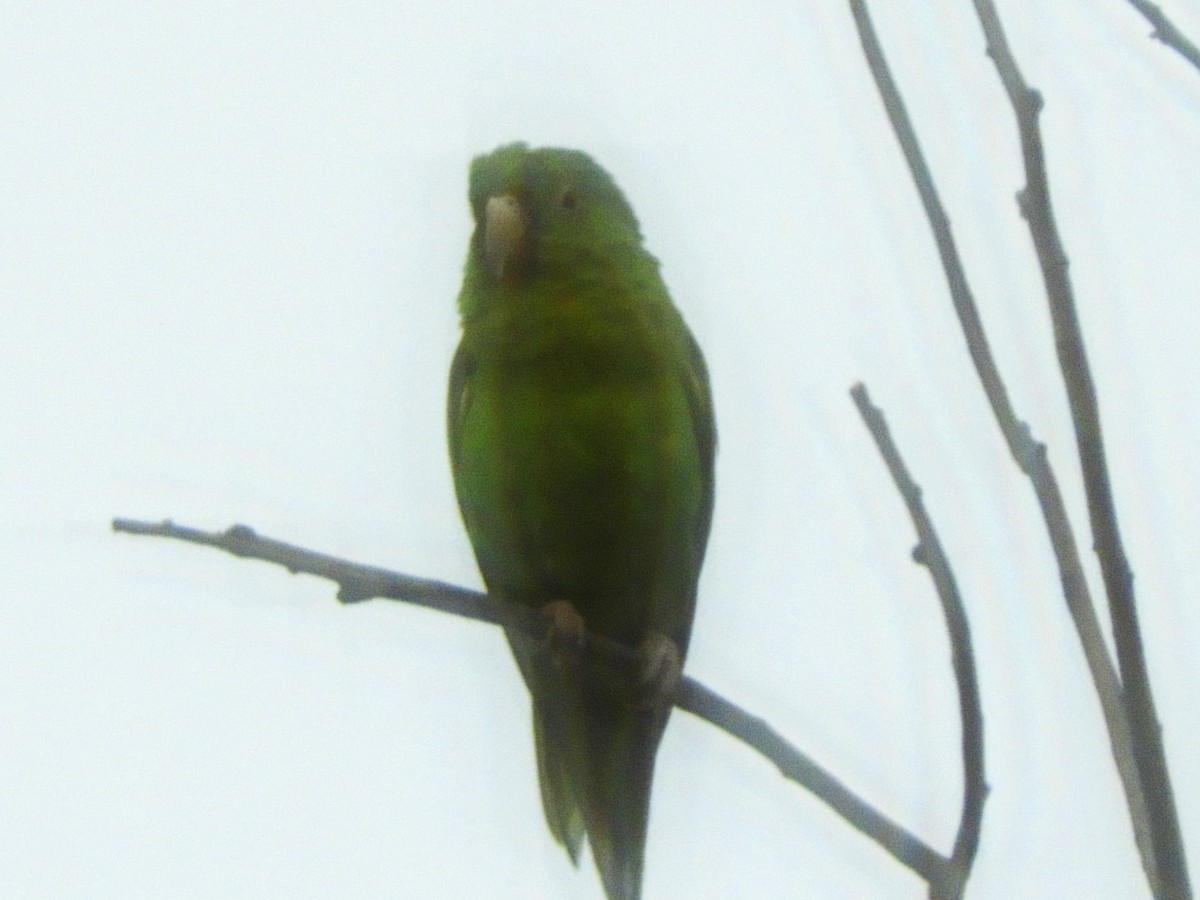 Orange-chinned Parakeet - ML623885688