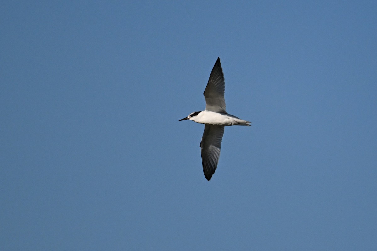 Little Tern - ML623885701