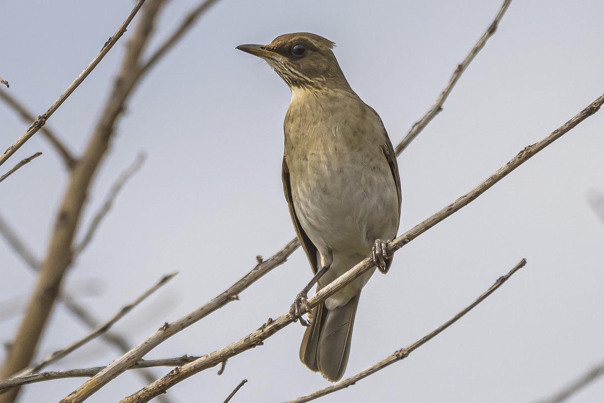 Creamy-bellied Thrush - ML623885716