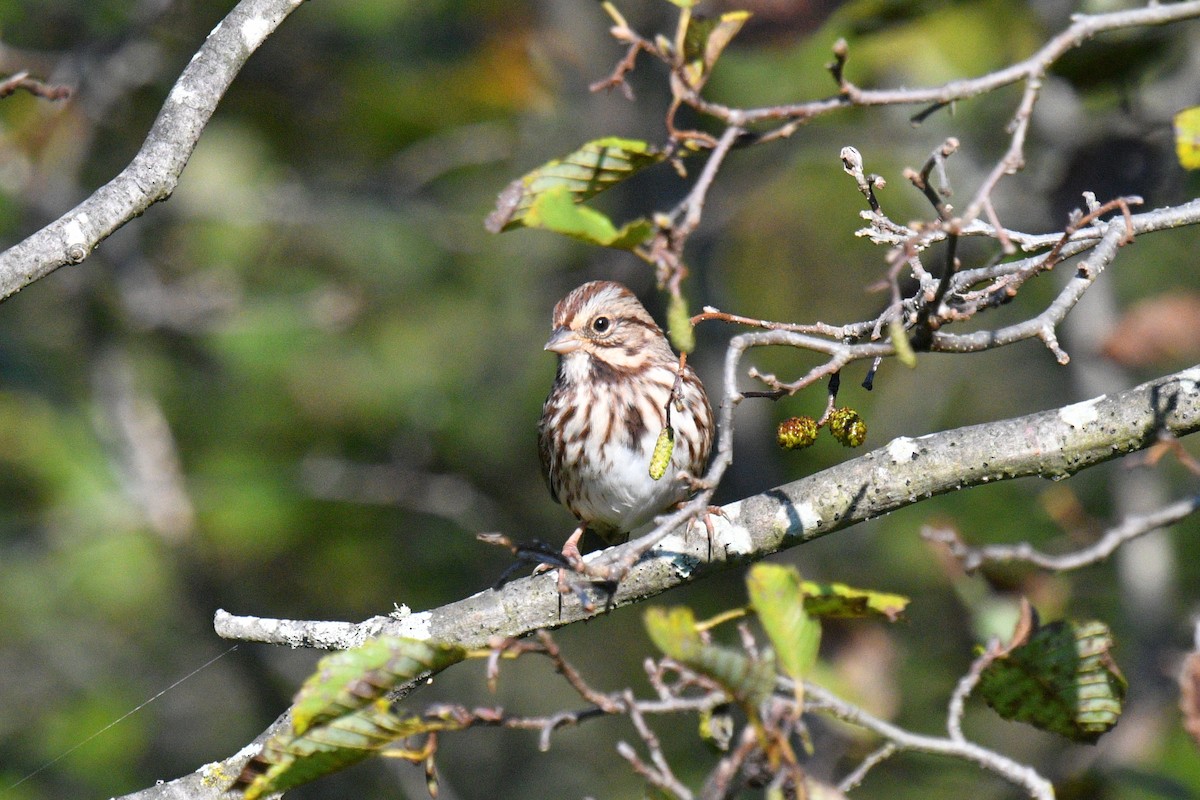 Song Sparrow - ML623885718