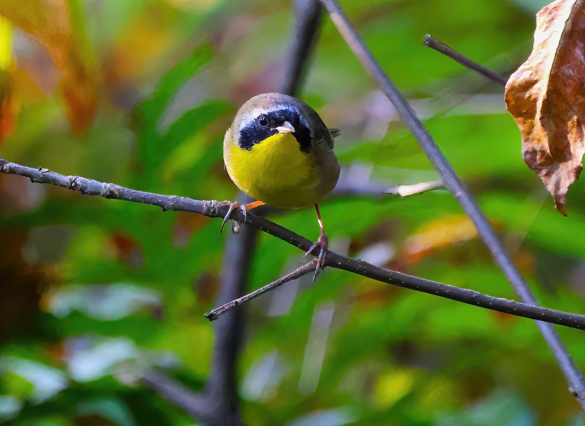 Common Yellowthroat - ML623885730