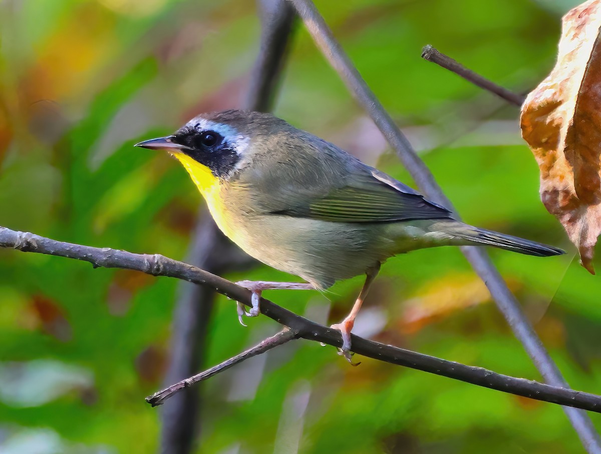 Common Yellowthroat - ML623885731