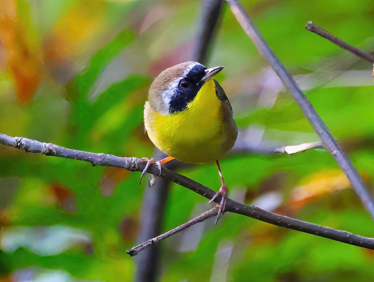 Common Yellowthroat - ML623885732