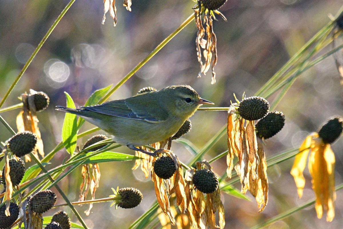 Tennessee Warbler - ML623885740