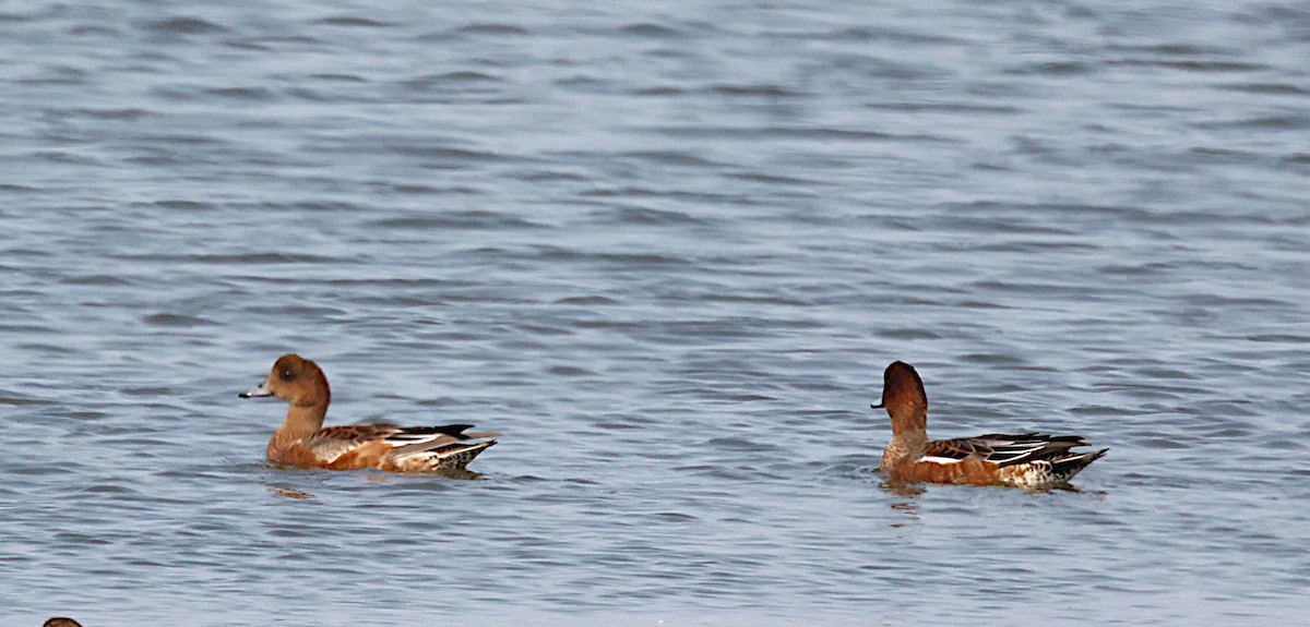 Eurasian Wigeon - José Gravato