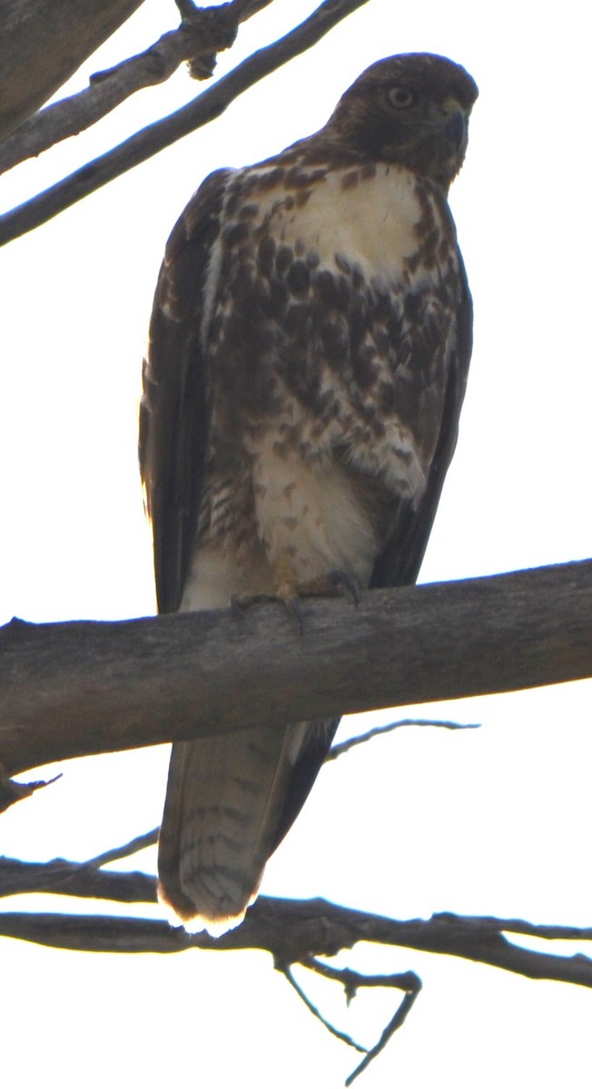 Red-tailed Hawk - Charles Taft