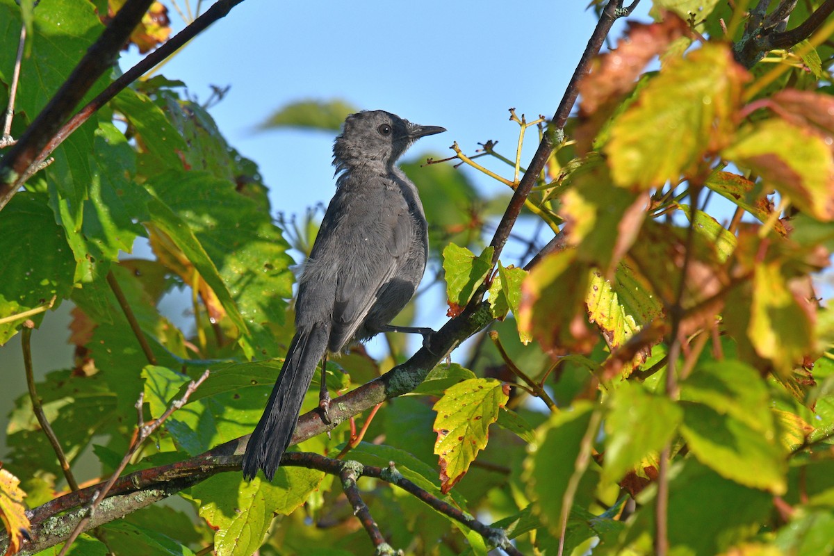 Pájaro Gato Gris - ML623885750