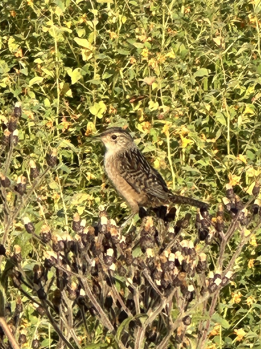 Sedge Wren - ML623885761