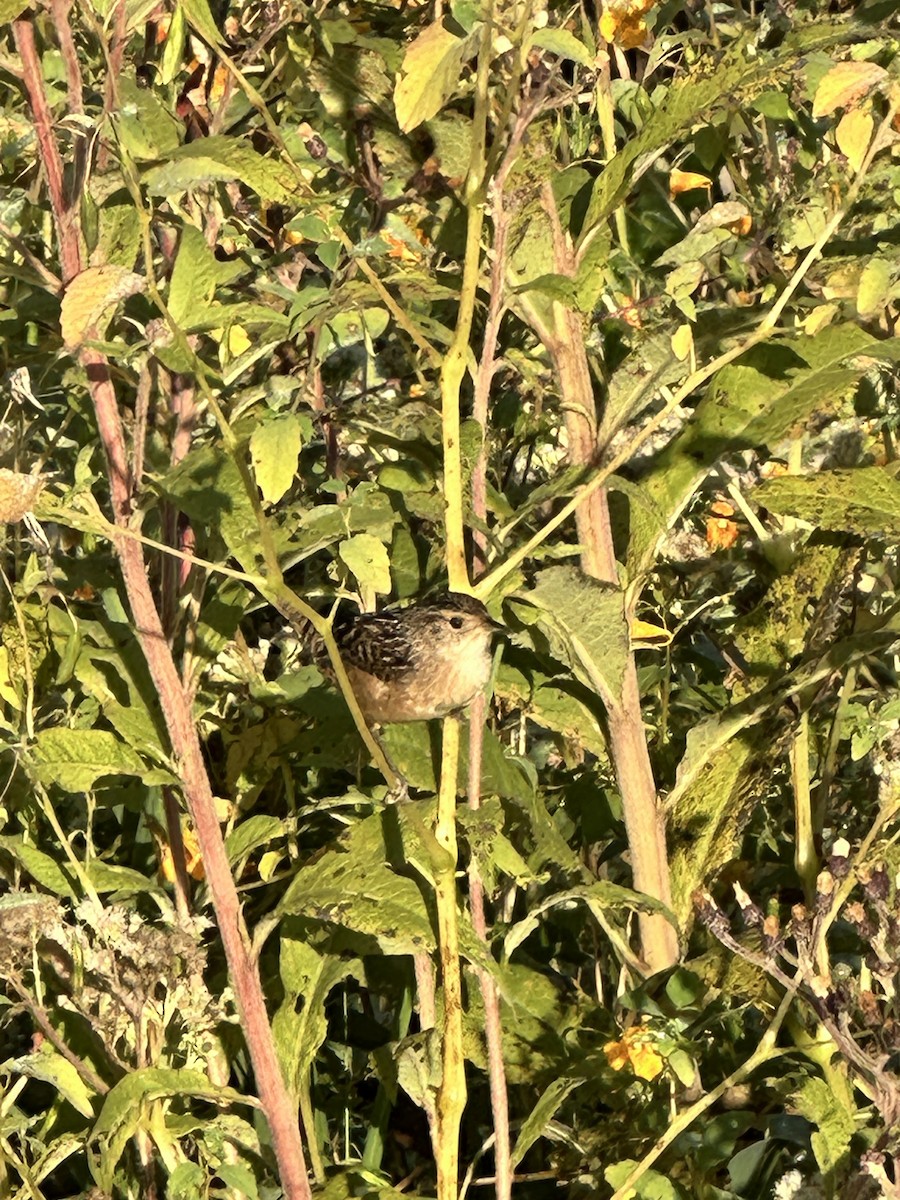 Sedge Wren - ML623885762