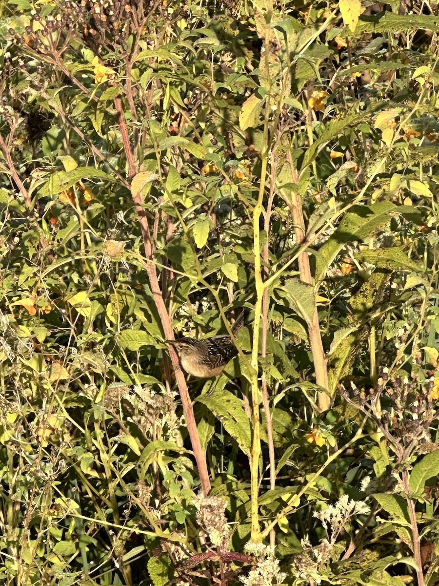 Sedge Wren - ML623885763