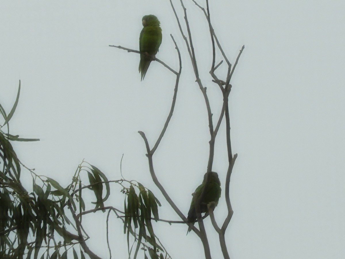 Orange-chinned Parakeet - Maria Corriols