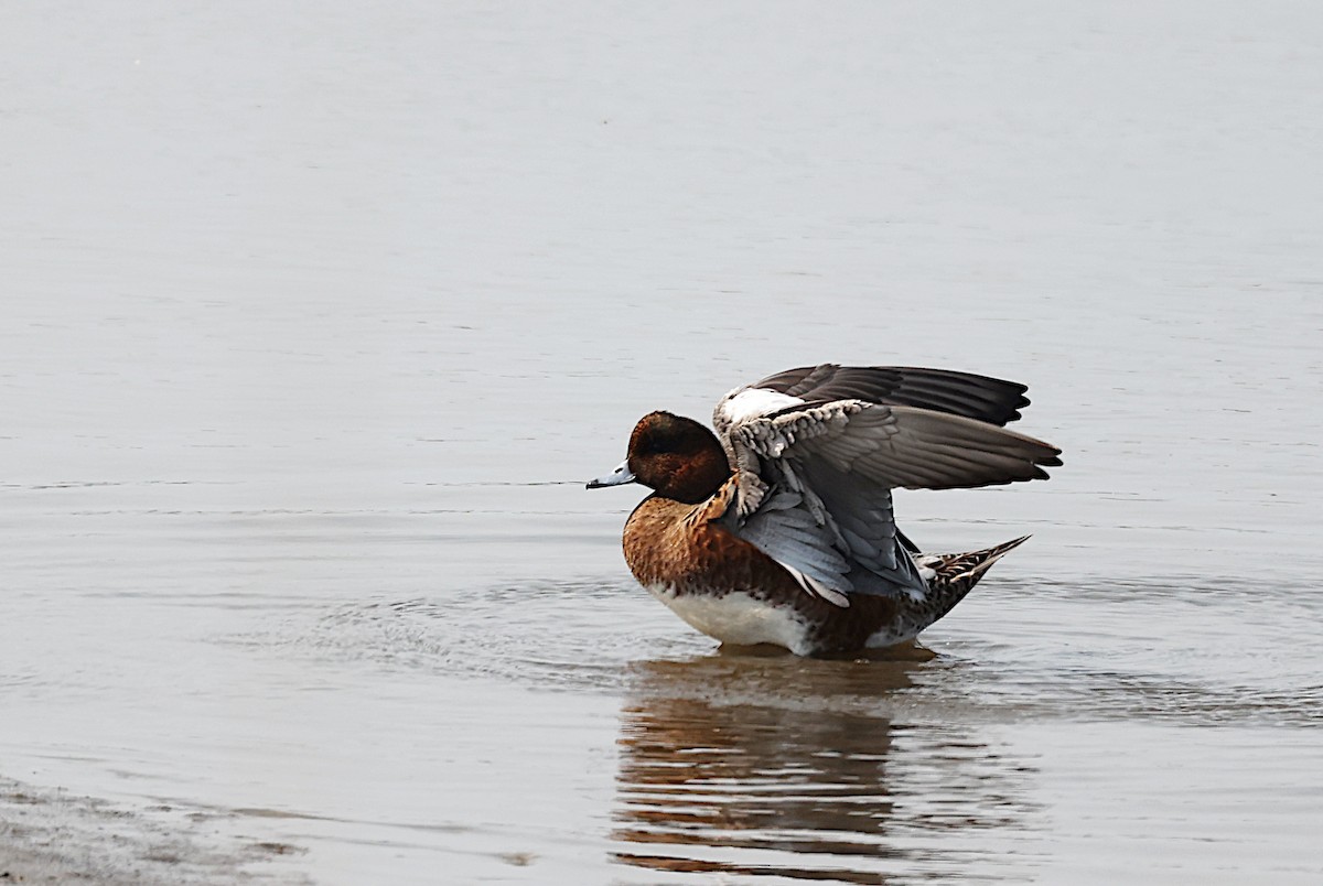 Eurasian Wigeon - José Gravato