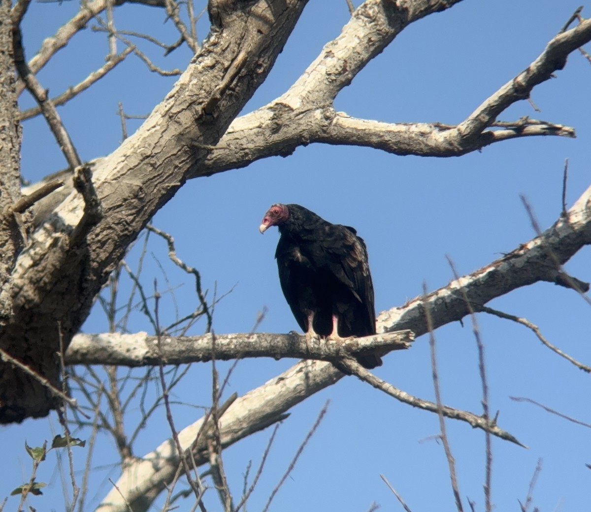 Turkey Vulture - ML623885766