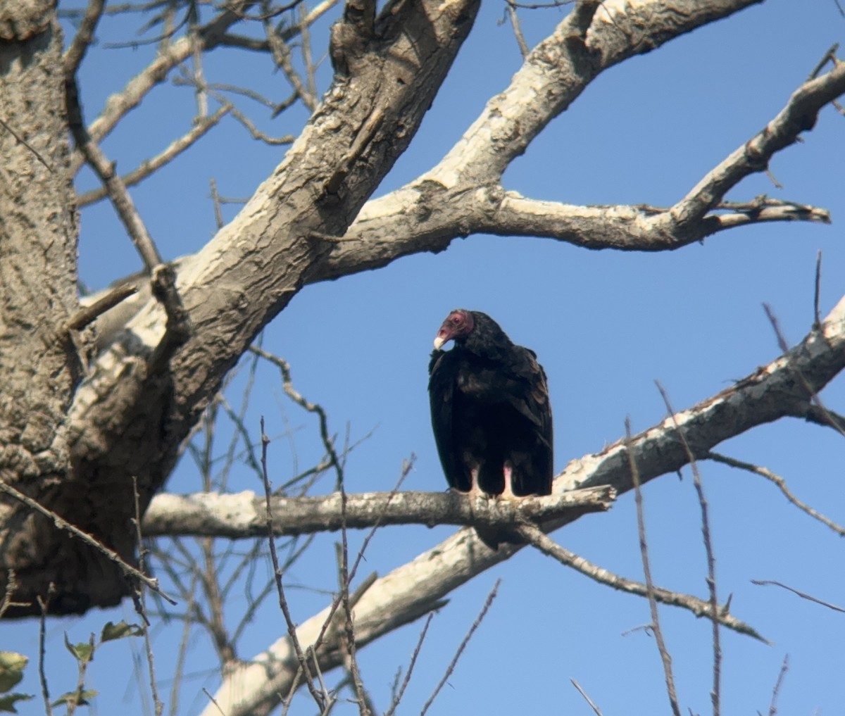 Turkey Vulture - ML623885767