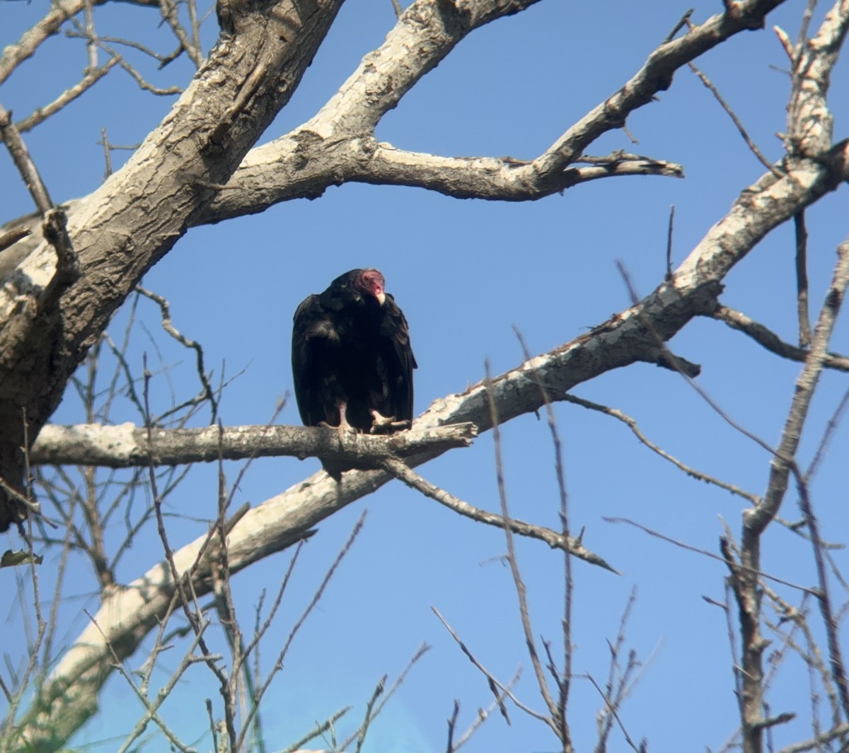 Turkey Vulture - ML623885768