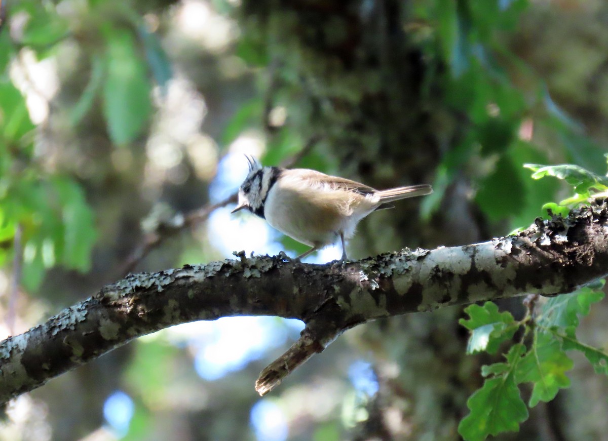 Crested Tit - ML623885772