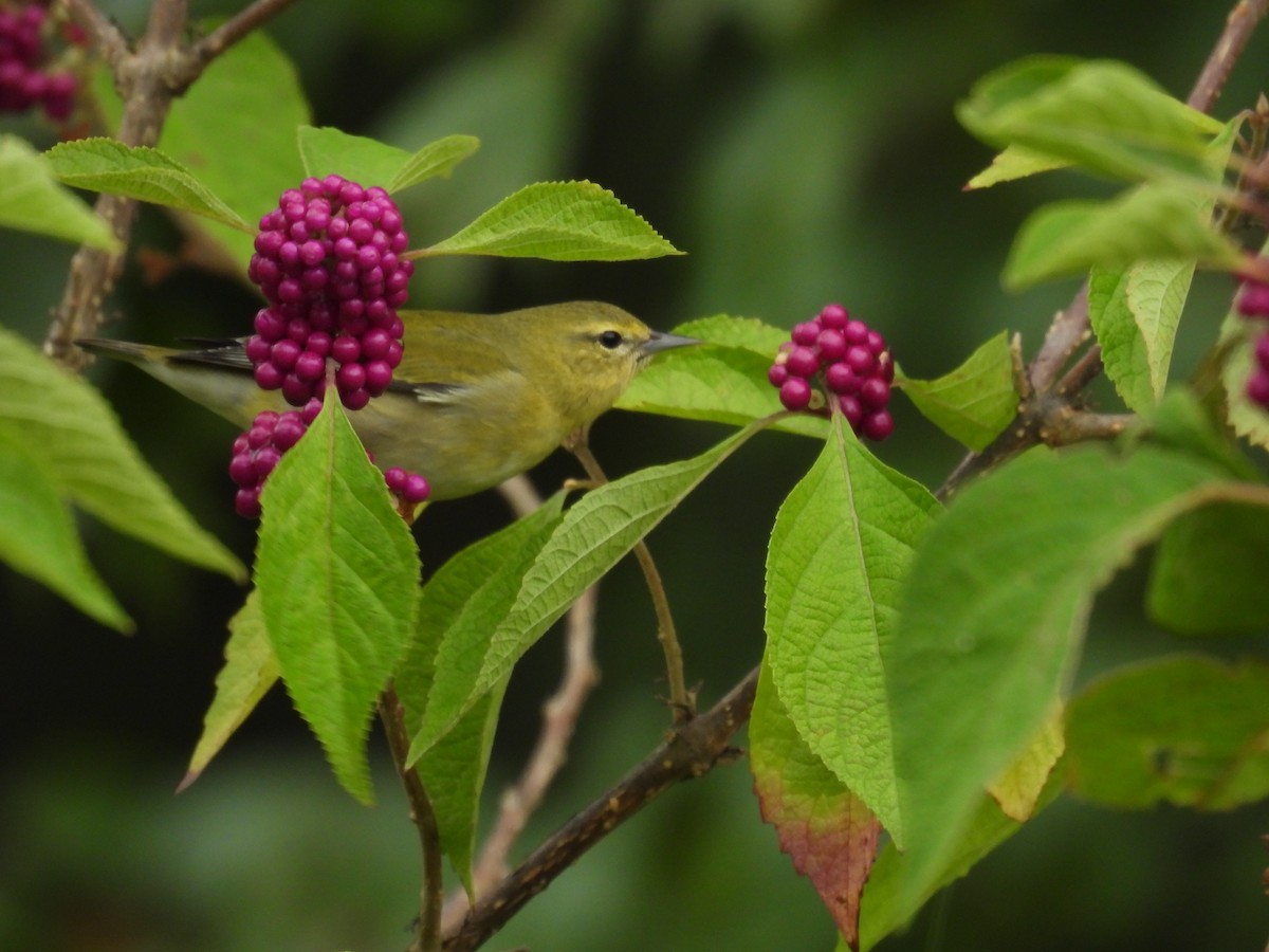 Tennessee Warbler - ML623885780