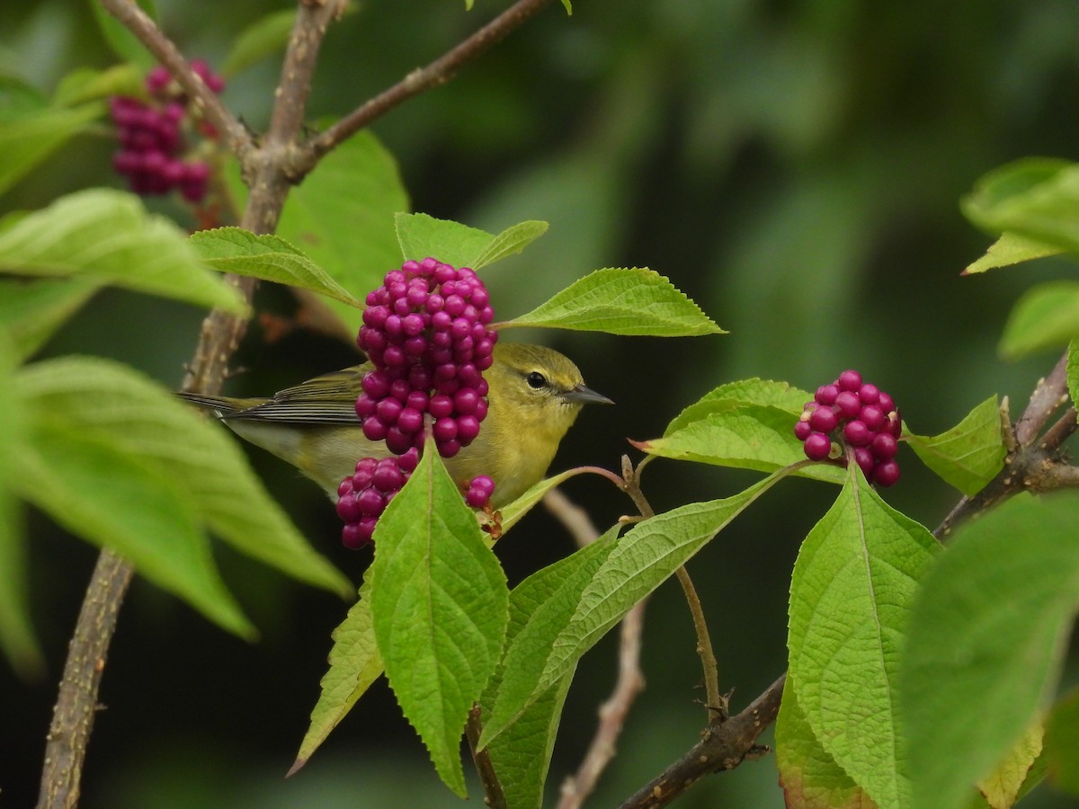 Tennessee Warbler - ML623885781